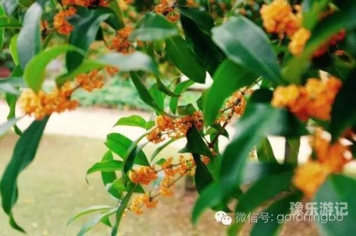 春日赏花指南如何在线观赏丁香花，享受视觉与嗅觉的双重盛宴丁香花高清在线观看完整 剧情电影