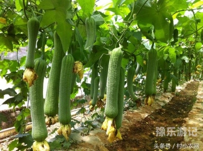 草莓香蕉榴莲丝瓜十八岁可以吃吗草莓香蕉榴莲丝瓜十八岁可以吃吗有毒吗