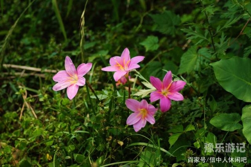 野花国产精品  入口野花国产精品入口