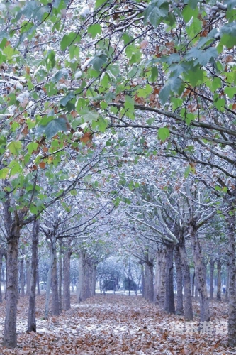 初雪影院初雪影院，在银幕的冬日奇迹中寻找心灵的温暖港湾