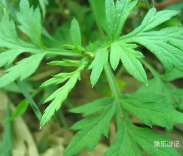 亚洲国产精品艾草探索亚洲国产精品艾草的独特魅力