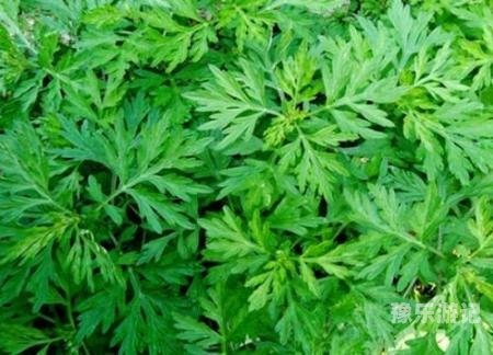 亚洲国产精品艾草探索亚洲国产精品艾草的独特魅力