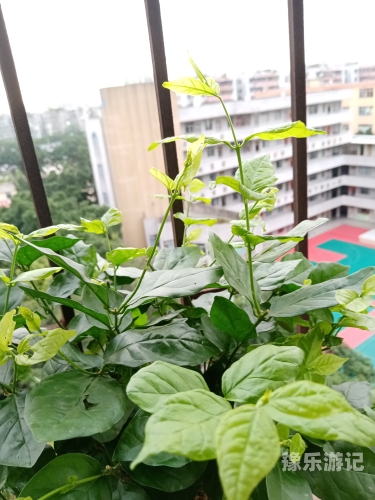 草草草草久久久草根力量崛起，久久为功—中国社会新变化观察