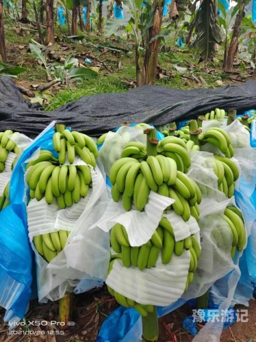 香蕉种植区域解析，一区、二区、三区的特色与要点精品香蕉一区二区三区_成人区人妻精品