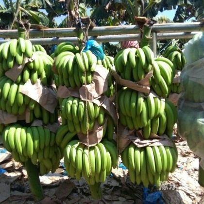 香蕉种植区域解析，一区、二区、三区的特色与要点精品香蕉一区二区三区_成人区人妻精品
