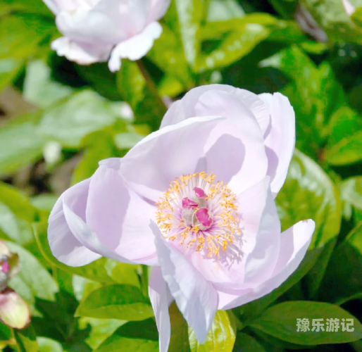 五月丁香与六月丁香，探秘久久综合的植物魅力久久综合五月丁香六月丁香_天天