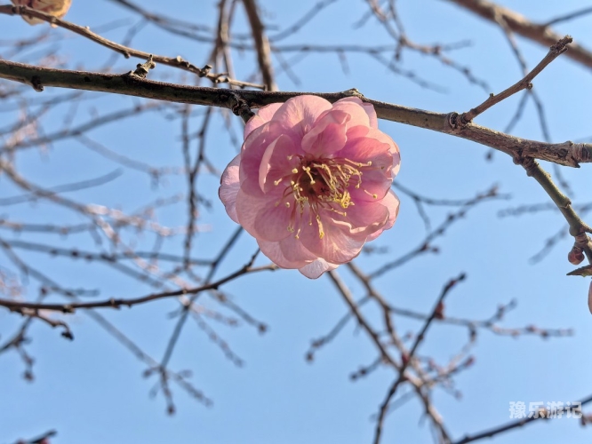 综合资讯，桃花盛开，久久绽放—亚洲地区综合报道亚洲综令伊