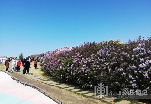 五月丁香盛开，无码中文字幕新闻报道中文字幕五月丁花香