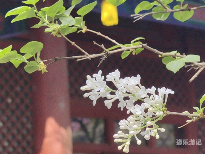 开心婷婷，丁香花在亚洲的绽放7月婷婷开心