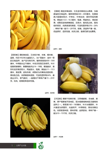 新闻资讯网站独家报道，伊人久久久香线与香蕉产业深度解析精品伊人久久久香蕉—中字一区