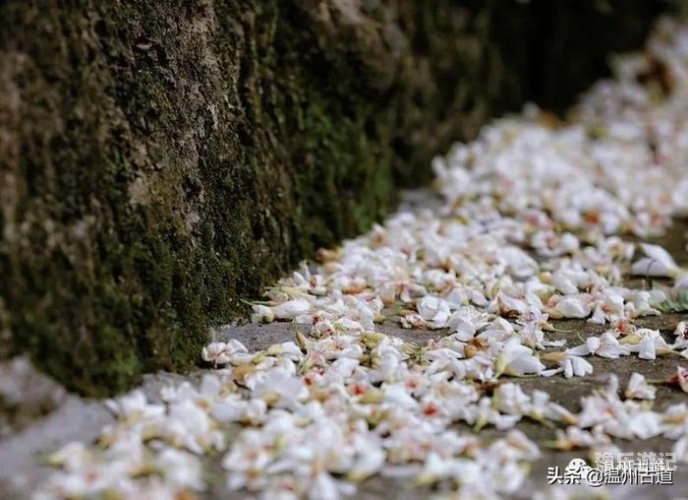 婷婷丁香花语浓—五月天里的美丽邂逅