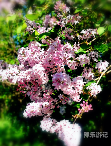 丁香花开，五月绽放的美丽与喜悦丁香花免费高清完整在线观看