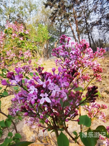 丁香花开，五月绽放的美丽与喜悦丁香花免费高清完整在线观看