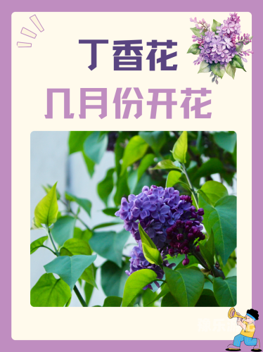 丁香花开，五月绽放的美丽与喜悦丁香花免费高清完整在线观看