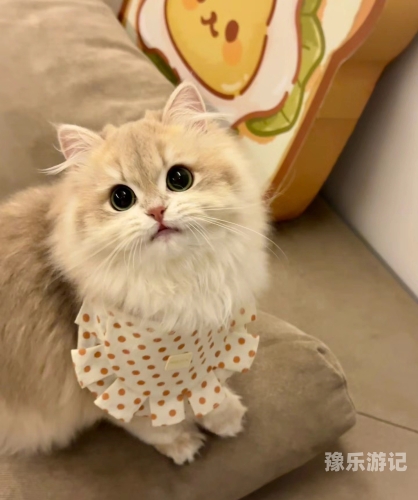 如何正确看待和选择正规、健康的宠物资讯网站猫咪av最新永久网址无码在线观看