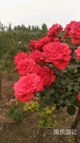 婷婷丁香花语，五月天下的欧美与中文交融