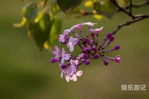 婷婷丁香花语，五月天下的欧美与中文交融
