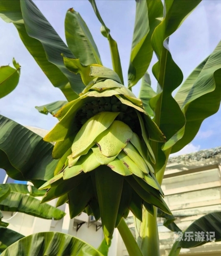 一本大道探索，香蕉青青的持久魅力一本大道香蕉青青久久,特级av