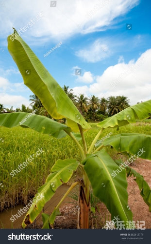 亚洲地区香蕉种植的分布与特色亚洲一区二区三区香蕉狼友精华