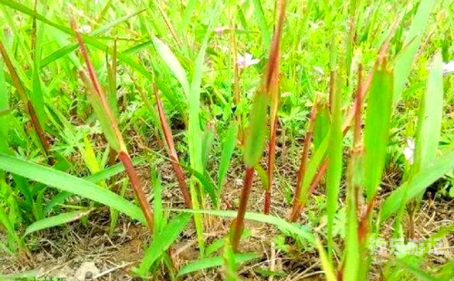 青青小草国产在线播放青青小草国产影片的在线观看与文化价值探讨